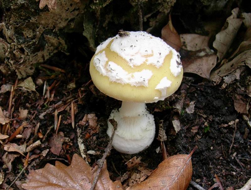 502 Novembre vecchio ritrovamento